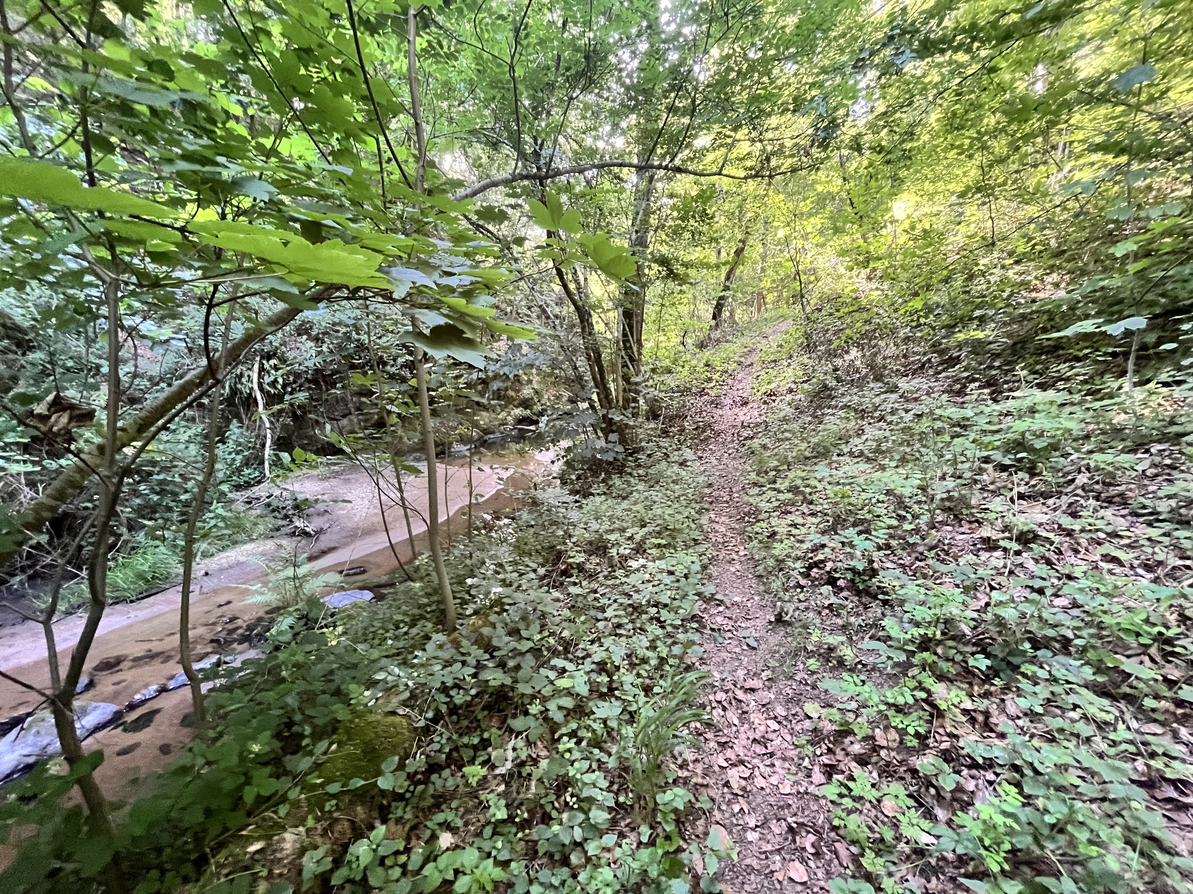 Sentier longeant une rivière dans la forêt du Forez